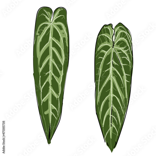 Anthurium warocqueanum queen plant long leaf hand drawing sketch illustration doodle green color isolated black foliage tropical exotic house plant