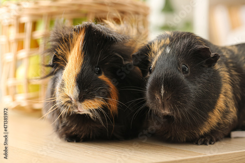 Two adorable guinea pigs wi...