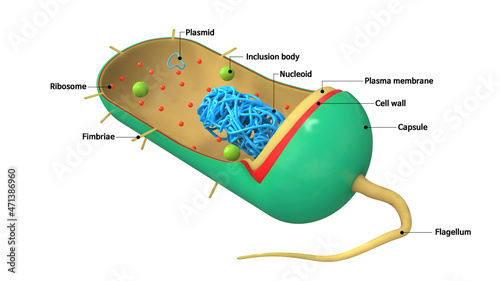 Bacteria structure 3d illustration, biology