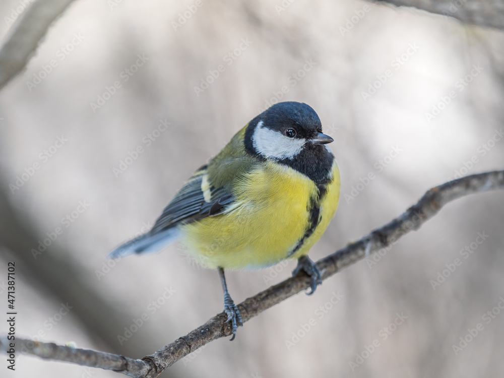 Obraz premium Cute bird Great tit, songbird sitting on a branch without leaves in the autumn or winter.