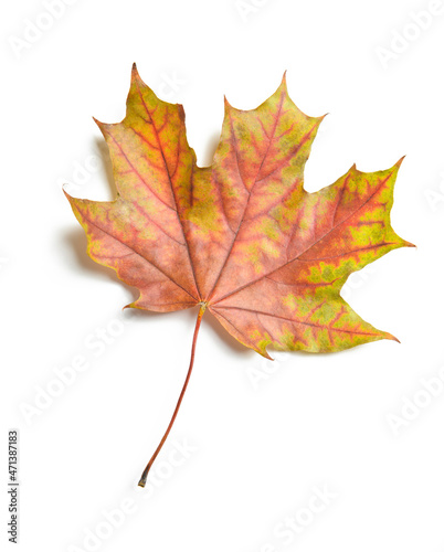 Maple autumn leaf on white background