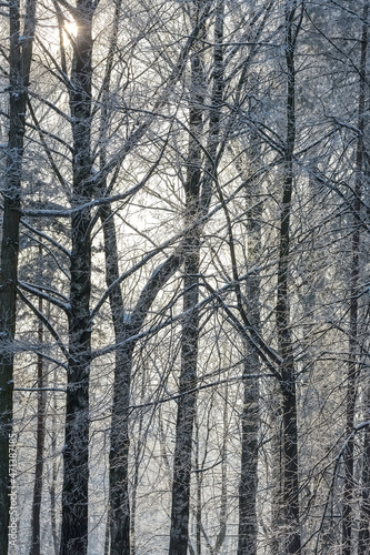 sun shines through hoarfrost-covered trees in chilly winter day