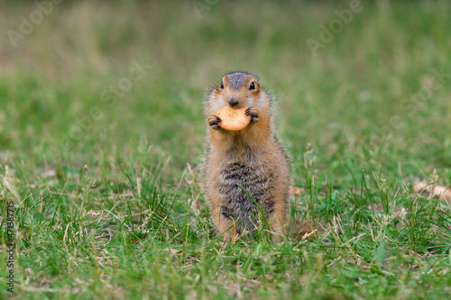 Wild gopher in natural environment. Cute gopher eats a carrot. photo