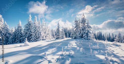 Untouched winter landscape. Spectacular morning view of Carpathian mountains with fresh snow covered fir trres. Stunning outdoor scene of mountain valley. Beauty of nature concept background. © Andrew Mayovskyy