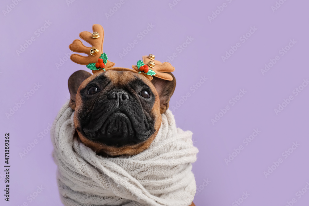 Cute French bulldog wearing deer horns and scarf on color background
