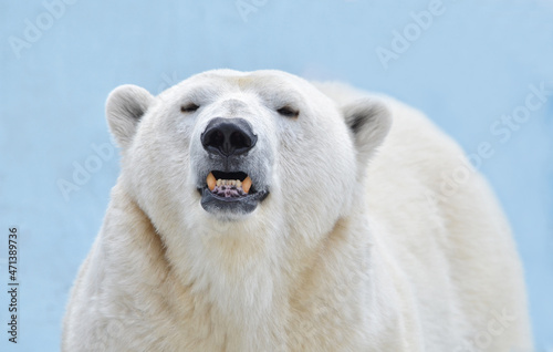 Portrait of a polar bear on a blue background