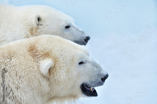 Portrait of polar bears in profile