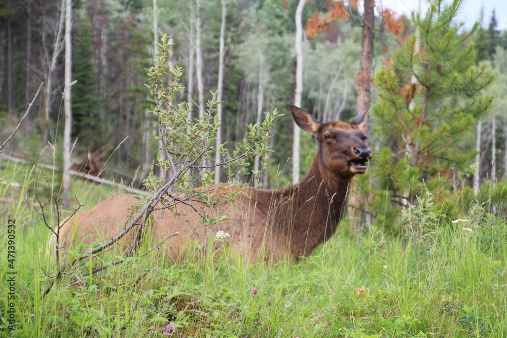 Fototapeta premium Sitting Elk, Jasper National Park, Alberta