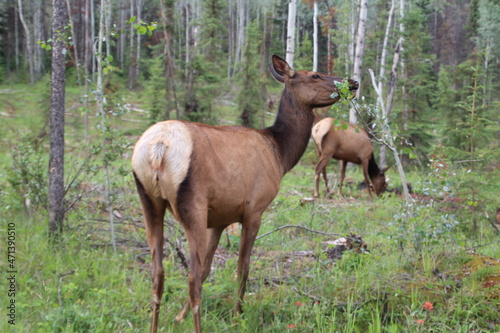 Beauty Of The Elks, Jasper National Park, Alberta © Michael Mamoon