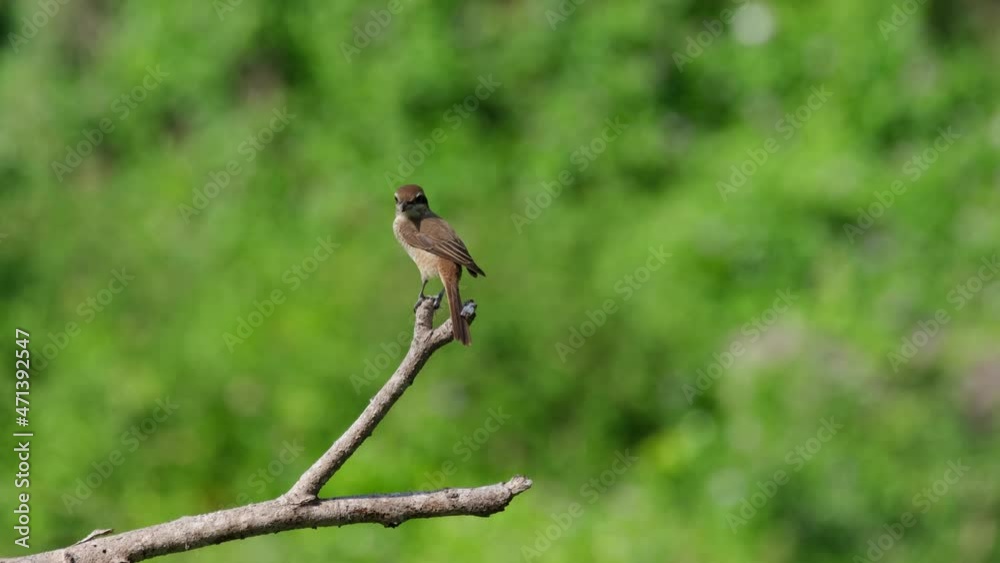 Seen from its back looking around then jumps around to reveal its front side during a windy afternoon; Brown Shrike, Lanius cristatus, Phrachuap Khiri Khan, Thailand. Seen from its back looking around then jumps around to reveal its front side during a windy afternoon; Brown Shrike, Lanius cristatus, Phrachuap Khiri Khan, Thailand.