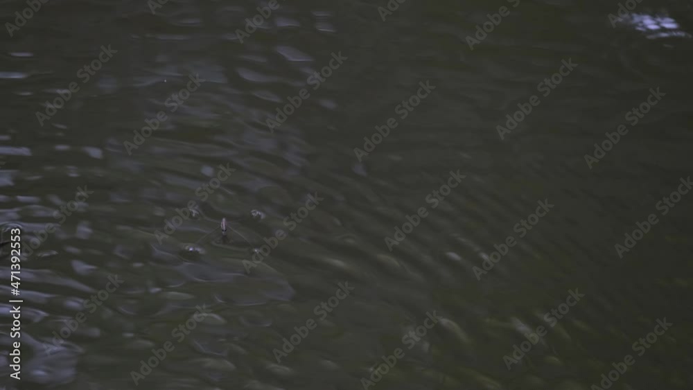 An individual seen jumping off from the surface of the water as it was approached by another, others move around making ripples; Water Striders, Gerridae, Khao Yai National Park, Thailand. An individual seen jumping off from the surface of the water as it was approached by another, others move around making ripples; Water Striders, Gerridae, Khao Yai National Park, Thailand.