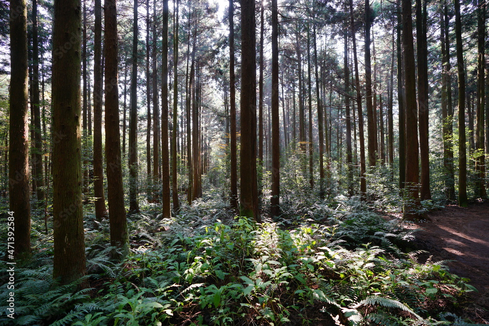 Fototapeta premium a refreshing cedar forest in the sunlight