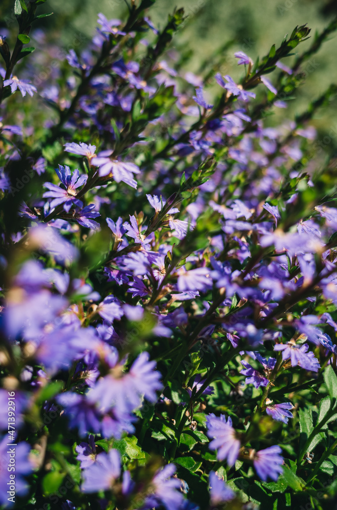 Obraz premium flowers in the garden