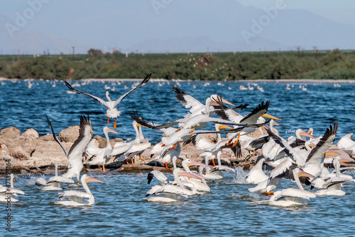 American White Pelicans (Pelecanus erythrorhynchos) on Salton Sea, Imperial Valley, California, USA