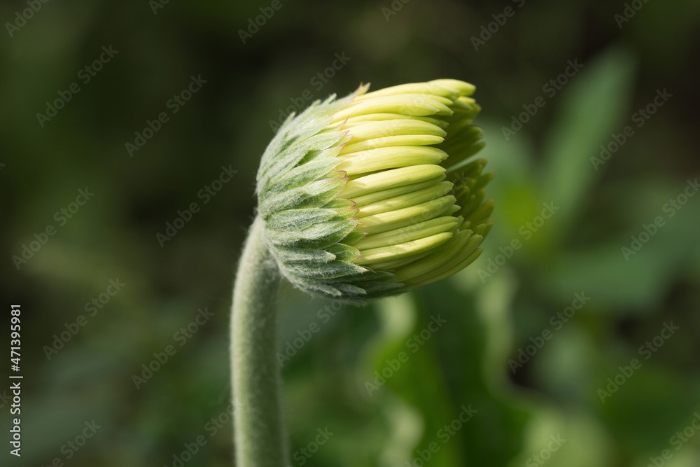 Green aster bud flower on green leaves blurred background, selective focus shot. Green aster bud flower on green leaves blurred background, selective focus shot.