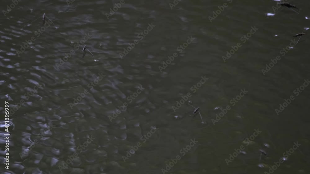 Seen moving around on the surface of the water of a deep quiet river, Water Striders, Gerridae, Khao Yai National Park, Thailand. Seen moving around on the surface of the water of a deep quiet river, Water Striders, Gerridae, Khao Yai National Park, Thailand.