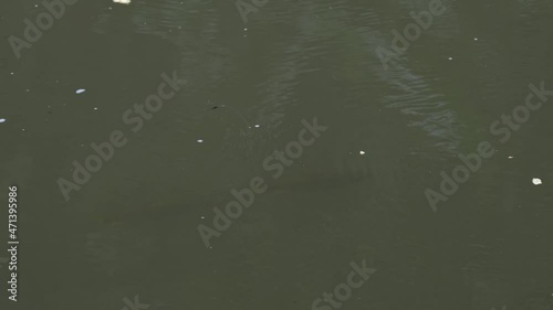 Seen swimming against the current of a flowing river as a Water Strider moves around on the surface; Soro Brook Carp, Neolissochilus soroides, Khao Yai national Park, Thailand. photo