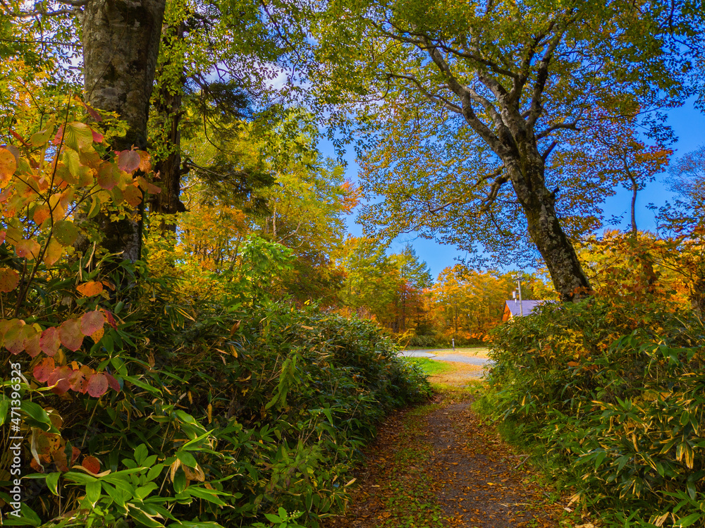Mountain trail surrounded by autumn leaves (Zao, Yamagata, Japan) Mountain trail surrounded by autumn leaves (Zao, Yamagata, Japan)
