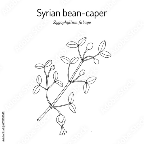 Syrian bean-caper Zygophyllum fabago , medicinal plant