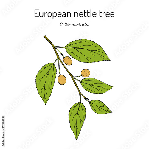 European nettle tree, or Mediterranean hackberry Celtis australis , medicinal plant photo