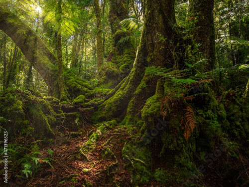 Rain forest Scene with Nice Light © Kevin