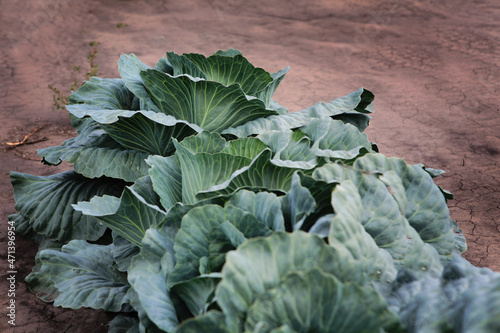 White cabbage in the beds.Farm. Cabbage harvest. Textured leaves.