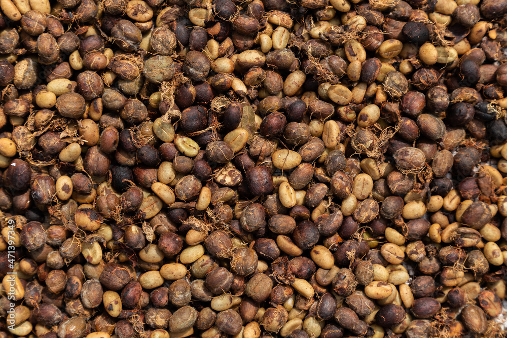 Raw fresh and dried coffee beans. Raw fresh and dried coffee beans.