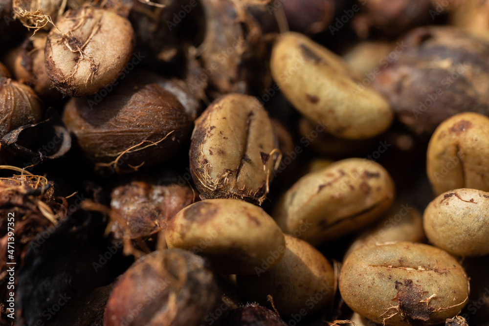 Close up view of raw fresh and dried coffee beans. Close up view of raw fresh and dried coffee beans.