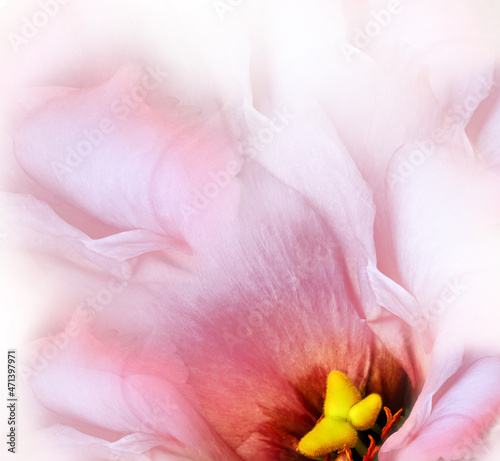 Eustoma flower. Floral light pink background. Macro. Nature.  