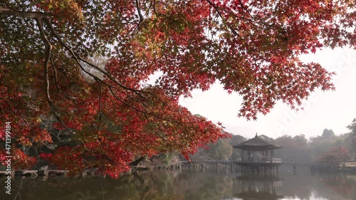 湖面から反射する朝日に輝く奈良公園の紅葉
