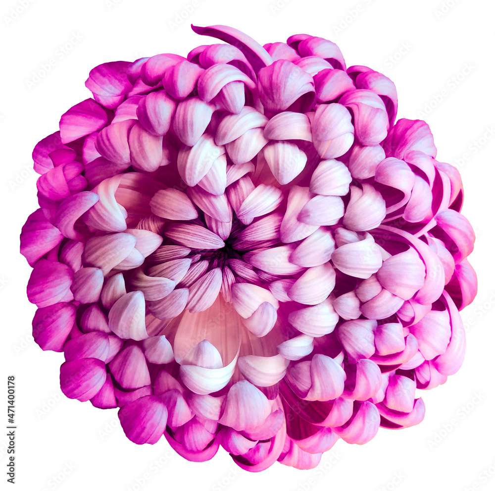 Purple  chrysanthemum on white isolated background with clipping path. For design. Close-up. Nature