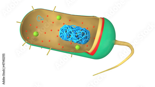 Bacteria structure 3d illustration, biology