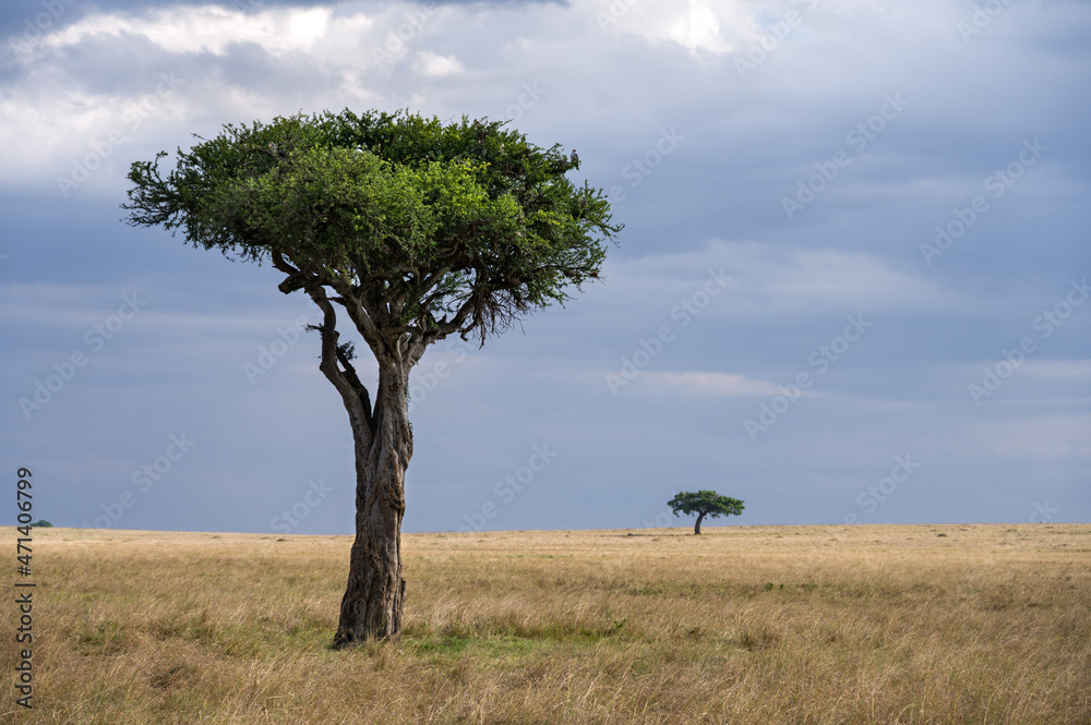 A lone tree stands in short grassland savanna, Masai Mara, Kenya A lone tree stands in short grassland savanna, Masai Mara, Kenya