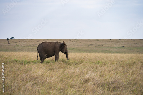 Lone African Bush Elephant (Loxodonta africana) walking in tall grass, Masai Mara, Kenya