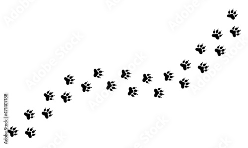 Tiger footprint. Wild animal steps. Big cat walking foot