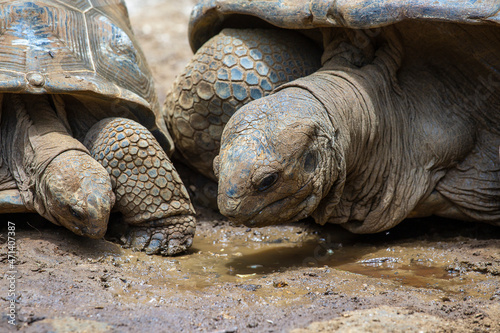 The Seychelles giant tortoise or aldabrachelys gigantea hololissa, also known as the Seychelles domed giant tortoise. Giant turtle in island Mauritius photo