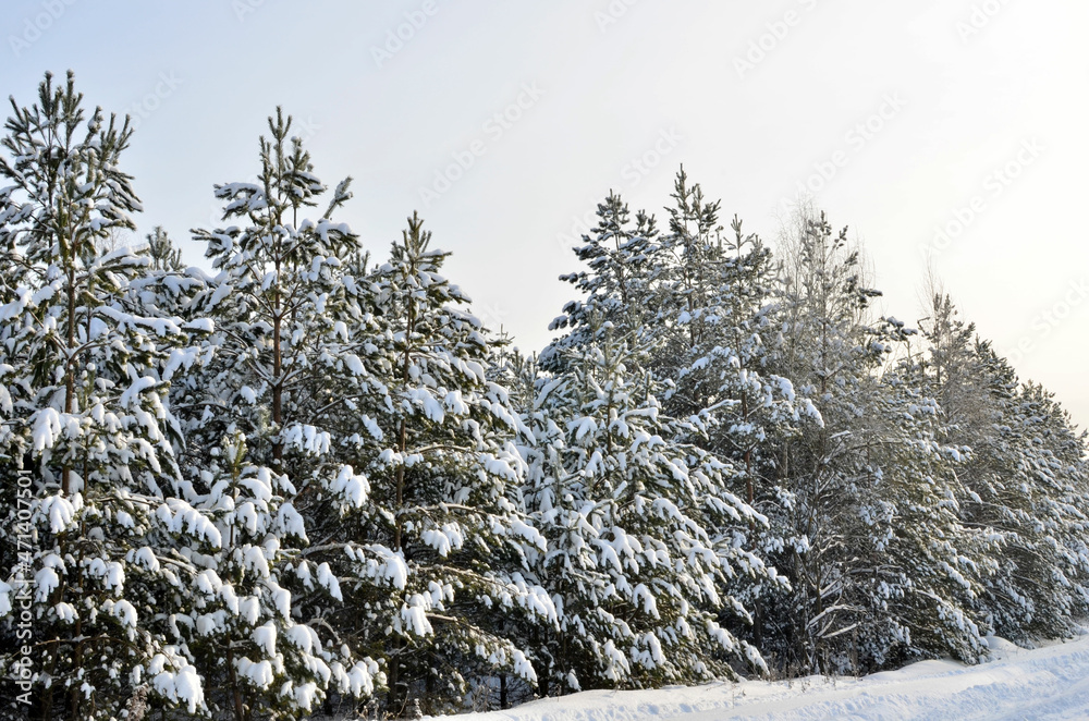 Awesome winter landscape. A snow-covered path among the trees in the wild forest. Winter forest. Forest in the snow. Awesome winter landscape. A snow-covered path among the trees in the wild forest. Winter forest. Forest in the snow.