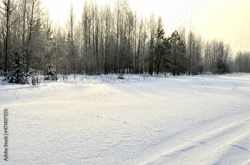 Wallpaper Mural Snowy Road in Winter Forest. Awesome winter landscape. A snow-covered path among the trees in the wild forest. Torontodigital.ca