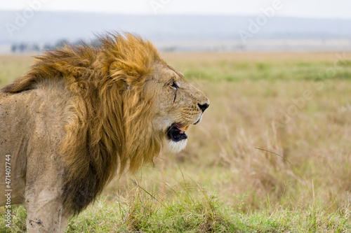 Male lion  panthera leo  standing looking in tall grass  Masai Mara  Kenya