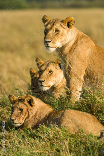 Bild auf Leinwand Family of lions sitting resting in tall grass (panthera leo), Masai Mara Nationa