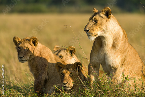 Family of lions sitting resting in tall grass (panthera leo), Masai Mara National Game Park Reserve, Kenya, East Africa