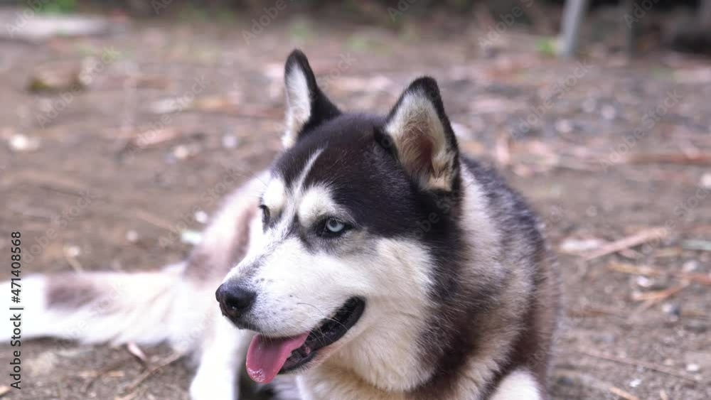 Close up Siberian Husky looking at camera. A Furry Siberian Husky Dog. Husky with blue and brown eyes looks directly at the camera. Siberian Husky looking like a wolf. Close up Siberian Husky looking at camera. A Furry Siberian Husky Dog. Husky with blue and brown eyes looks directly at the camera. Siberian Husky looking like a wolf.
