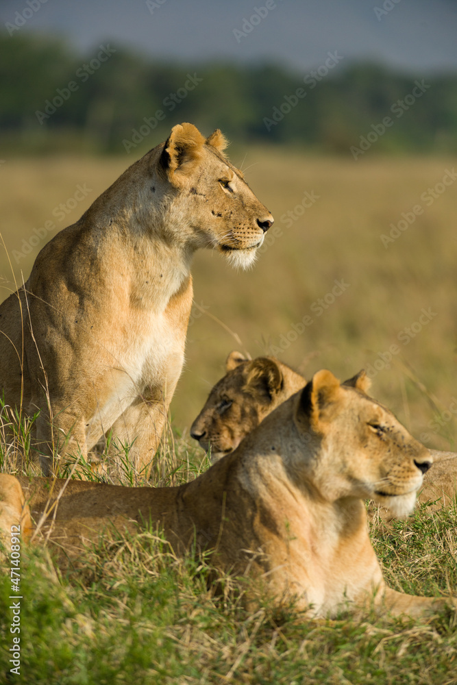 Family of lions sitting resting in tall grass (panthera leo), Masai Mara National Game Park Reserve, Kenya, East Africa Family of lions sitting resting in tall grass (panthera leo), Masai Mara National Game Park Reserve, Kenya, East Africa