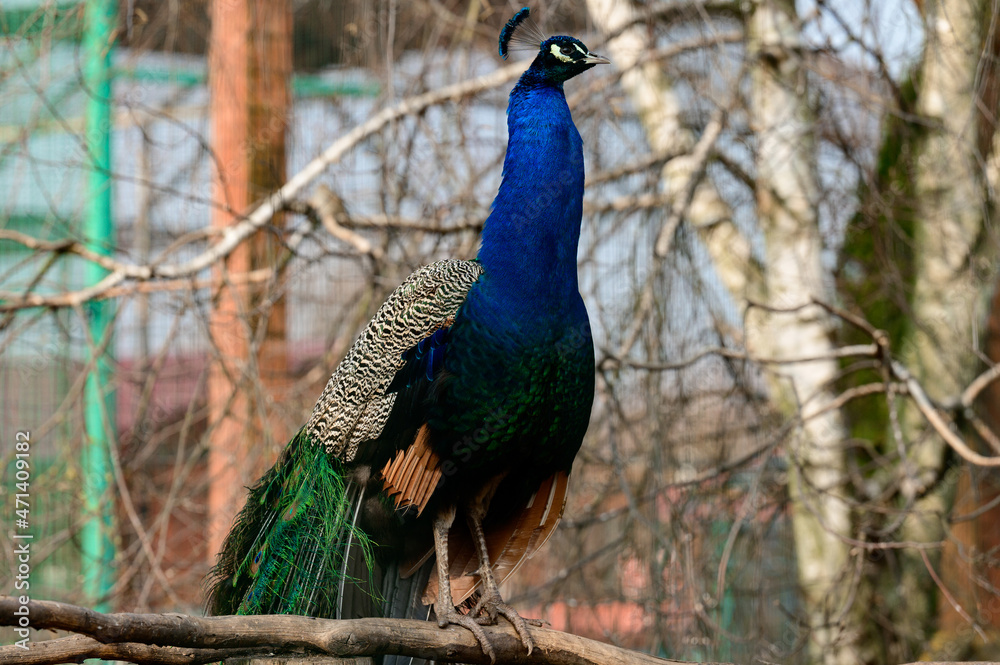 Pavo is a genus of large birds in the Phasianidae family. Pavo is a genus of large birds in the Phasianidae family.