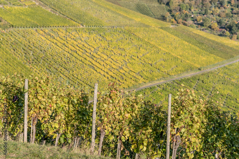 rows of vines in vineyards near Rotenberg, Germany