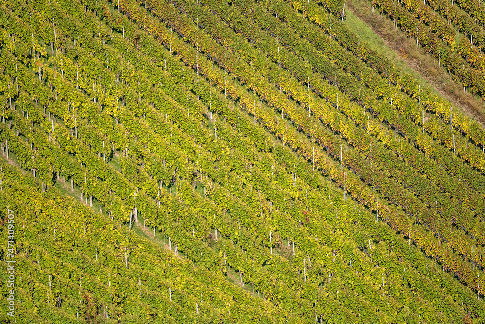 grapes and autumn foliage on rows of vines in vineyards near Rotenberg, Germany