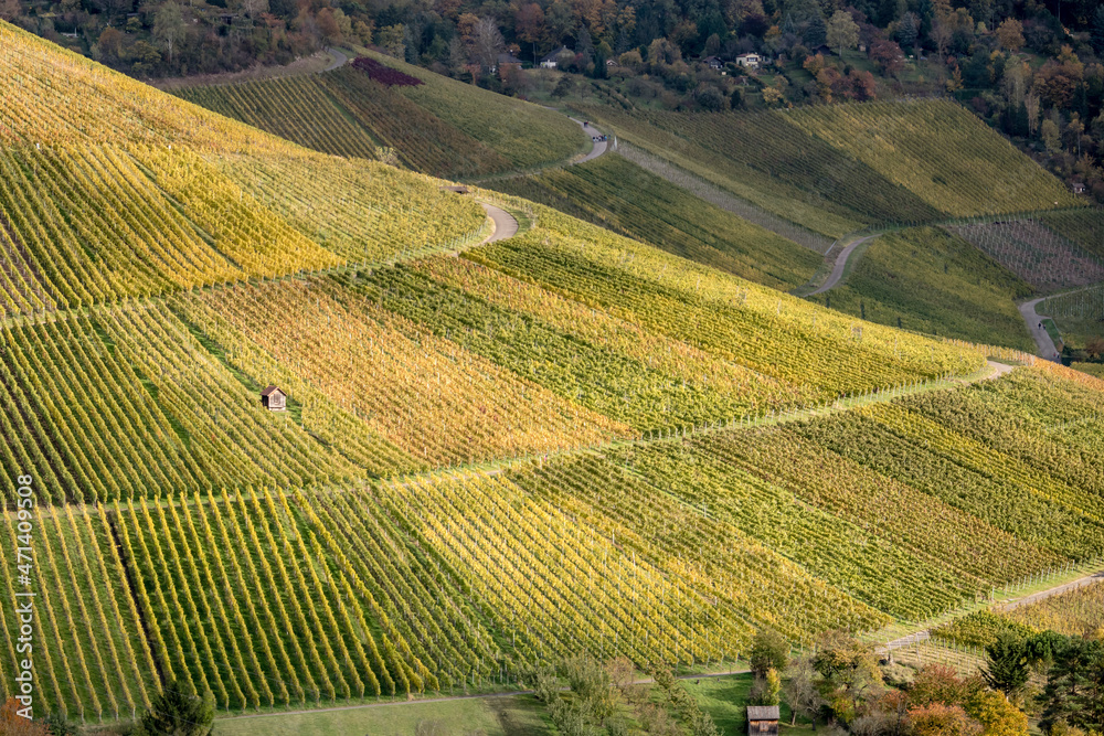 fall sun shines on vineyards slope near Rotenberg, Germany