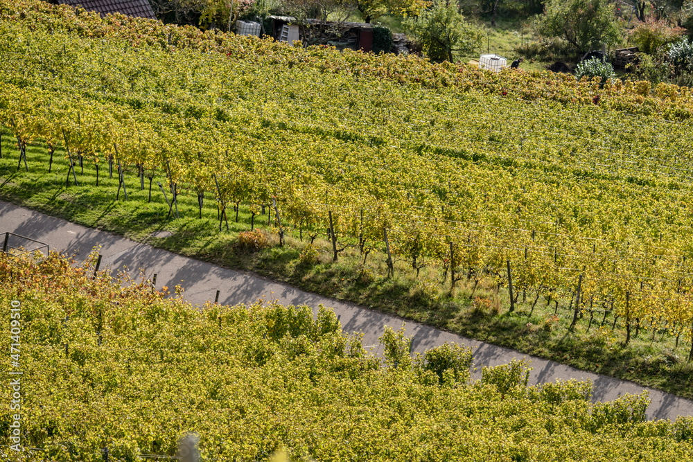 rows of vines in fall vineyards near Unterturkheim, Germany
