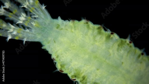 Polychaeta worm, family Sabellidae under a microscope. Filter, lives in a lime tube. Has Radiole tentacles with many cilia. Indian Ocean photo