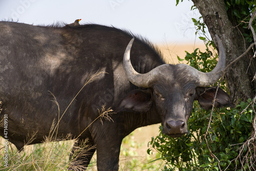 African or Cape buffalo (Syncerus caffer) with Oxpeckers (Buphagus africanus), Masai Mara National Game Park Reserve, Kenya, East Africa